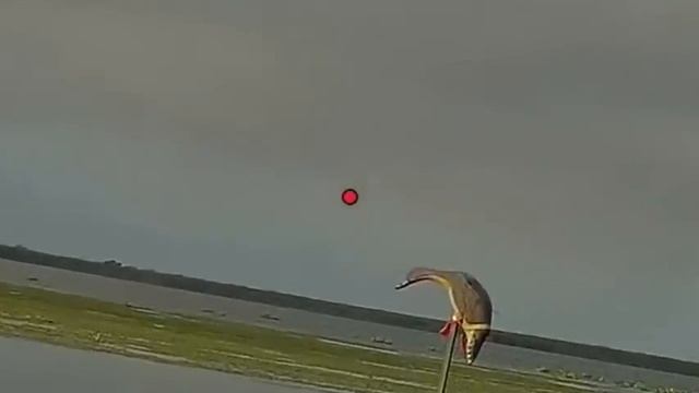 Как правильно стрелять по уткам влет! Камера для охоты. смотреть онлайн