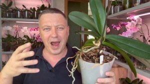 орхидея переросла горшок - ОМОЛОДИТЬ ОРХИДЕЮ или оставить // старушка после омоложения ПРОСНУЛАСЬ