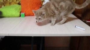 Проверили ПОПУЛЯРНЫЕ ЛАЙФХАКИ из ТИКТОКА..**ОНИ РАБОТАЮТ**ЛАЙФХАКи для КОТОВ