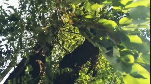 Shopin. Rain waltz. Шопен . Вальс Дождя.