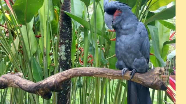 Mengenal Negara Indonesia | Indonesia Geography | Indonesia country смотреть онлайн