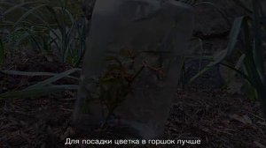 Какую почву любят розы — кислую или щелочную