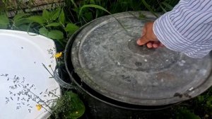 Натуральное удобрение Болтушка - всё по честному 😉