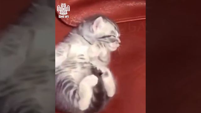 #котик