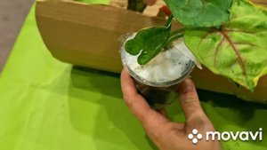 КОМНАТНЫЕ РАСТЕНИЯ(ЦВЕТЫ).ШИКАРНЫЕ НОВИНОЧКИ.