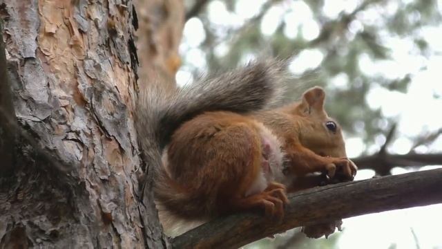 Белка мамаша щелкает орешки | Mother squirrel cracking nuts смотреть онлайн