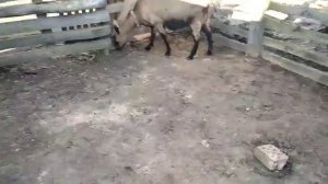 Новый загон для коз. Торжественный выпуск козочек!