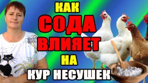 Как сода влияет на кур несушек.