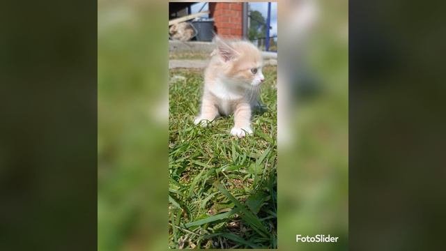 Котики