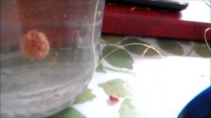 Херабуна.Мотыльное тесто и правила огрузки.