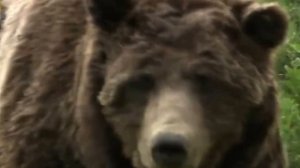 топ 5 животных людоедов || top 5 animals cannibals