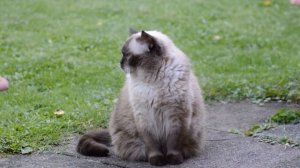 Замерзают ли коты зимой? может ли им навредить холод?