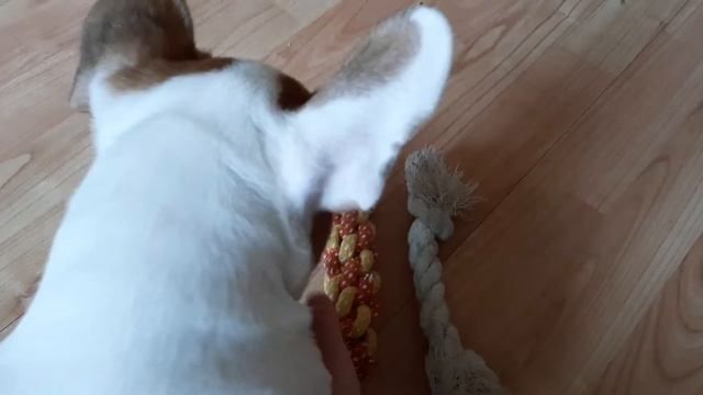 Воспитание щенка: Игрушки