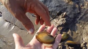 Деревенские ракушки. Усть-Тарский деликатес..