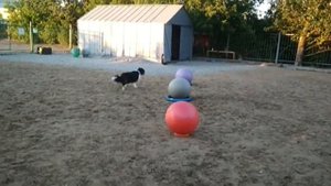 Трейббол 16 06 2019 бордер колли Флэр