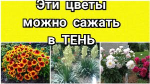 Эти цветы растут в полутени.Виноград прекрасно себя чувствует в ТЕНИ на юге