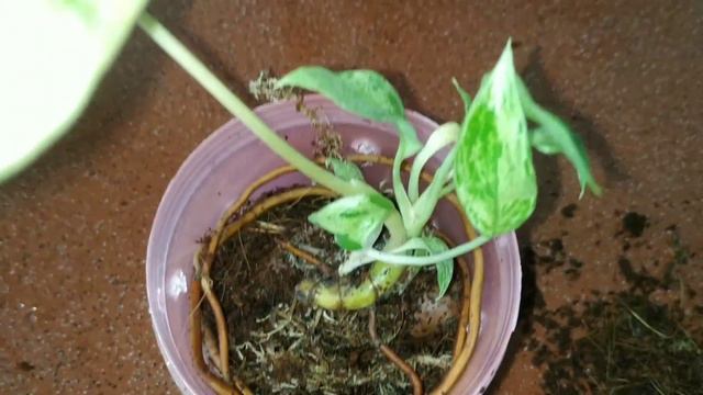 Plant Shopping Online|Unboxing a new plants|New plant| Plant haul| online plant shopping