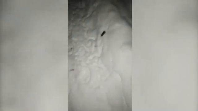 любительское видео мышей смотреть онлайн