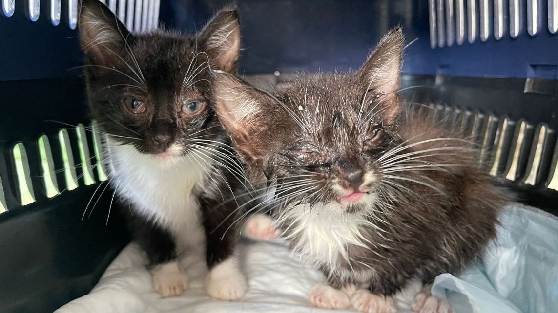 ?Мокрые котята плакали в подъезде| Странную записку нашли рядом с котятами| Saving Homeless kittens
