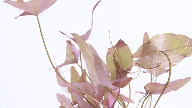 ? Карликовая нимфея для мини прудиков - Цветущие водные лилии для небольших водоёмов! ХИТ! смотреть онлайн