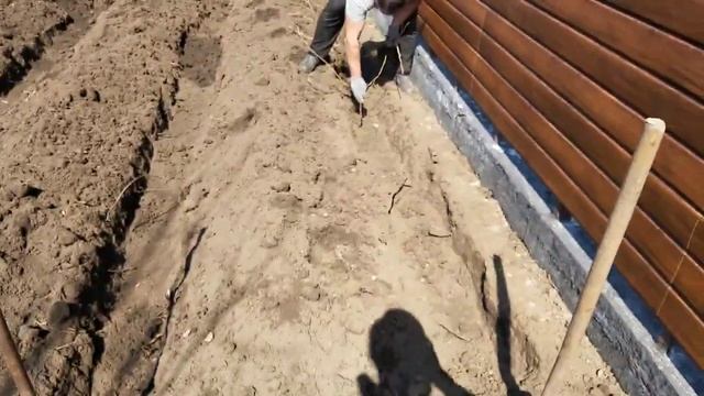 Пересадка малины весной! смотреть онлайн