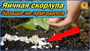 Яичная скорлупа БОЛЬШЕ НЕ ПРИГОДИТСЯ на огороде! С легкостью ее ВЫБРАСЫВАЙТЕ и вот почему