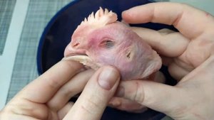 Наваристый Бульон из КУРИНЫХ ГОЛОВ. Куриные Мозги.