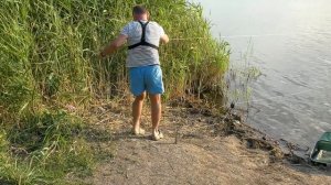 Вот это карп разбудил меня. Рыбалка на резинку.