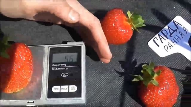 ГАРДА - один из лучших ранних сортов клубники. Новинка 19 года. смотреть онлайн