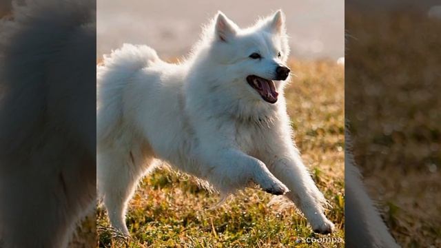 Все о породе: Американская эскимосская собака?? смотреть онлайн