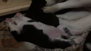Щенки Хаски Милота 1 неделя от роду! Puppies Husky Cute 1 week