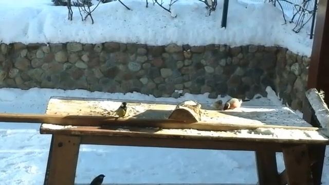 снегирь против синичек смотреть онлайн