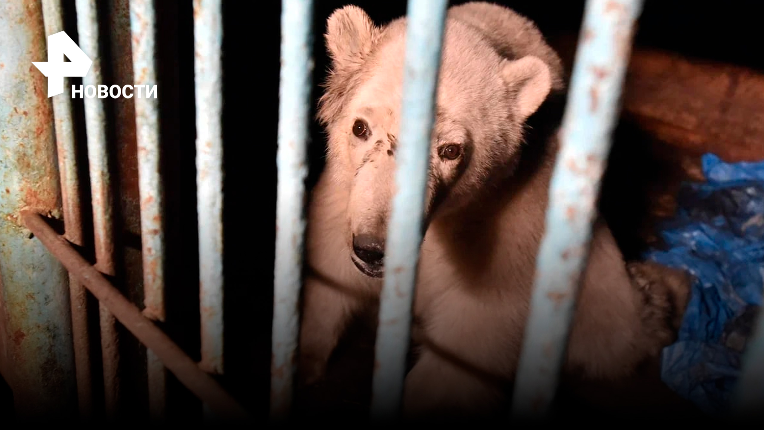 Видео: раненую белую медведицу доставили в Москве на лечение / РЕН Новости