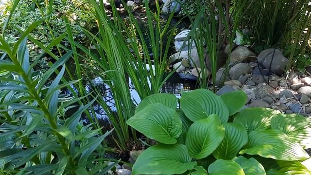 Калина морщинолистная в моем саду!!!??? смотреть онлайн