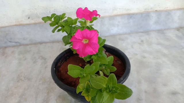 Petunia plant care in Malayalam смотреть онлайн