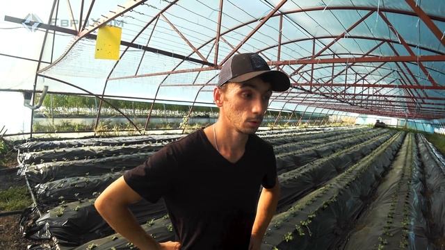 Как легко посадить клубнику вручную на бугры под пленку