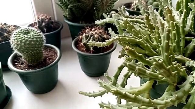 Февраль 2022г. Мои кактусы. смотреть онлайн