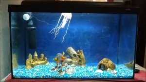 Аквариумные рыбки-самые лучшие  домашние животные, аквариум на 80 литров