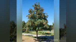 Познавательный видеоролик для детей "10 фактов о рябине"