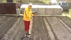 Голова садовая. Как посадить морковь