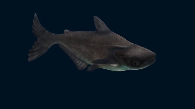 Swimming Mekong Giant Catfish 3D Model: Download