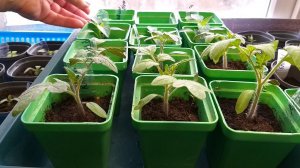 Рассада томатов без пикировки-простые правила, чтобы не вытягивалась и не болела