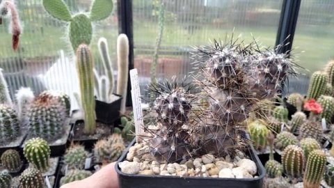 Коллекция кактусов.Птерокактусы,уход,виды,полив,обрезка,зимовка.