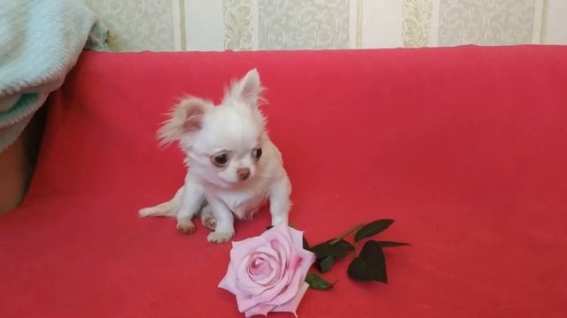 Длинношерстная мини девочка чихуахуа - белый крем смотреть онлайн