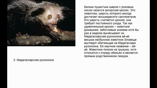 САМЫЕ НЕОБЫЧНЫЕ СУЩЕСТВА - ЖИВОТНЫЕ. смотреть онлайн