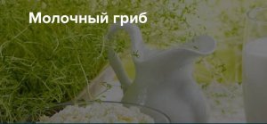 Как вырастить молочный гриб.