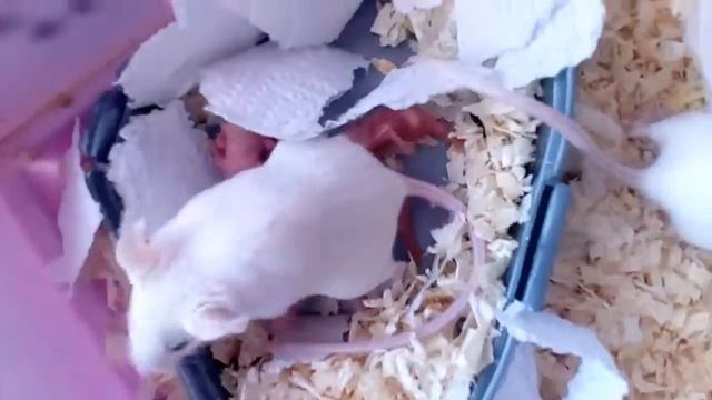 Милка родила 6 мышат, ураааа:) смотреть онлайн