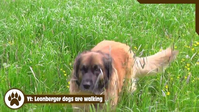 LEONBERGER | O PLEMENU смотреть онлайн