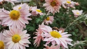 Подвязала хризантемы простым способом. Теперь не рападаются и радуют глаз