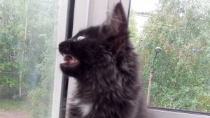Кошка чирикает)))